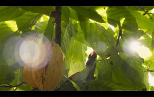 1-Cacao